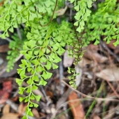 Lindsaea microphylla (Lacy Wedge-fern) at Yellow Pinch, NSW - 25 Apr 2024 by BethanyDunne