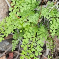 Lindsaea microphylla at Yurammie State Conservation Area - 25 Apr 2024