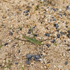 Acrida conica (Giant green slantface) at Yellow Pinch, NSW - 25 Apr 2024 by BethanyDunne