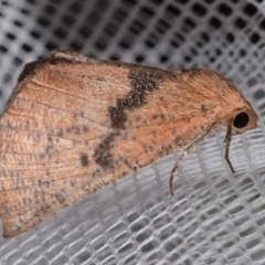 Mnesampela comarcha (Dry-leaf Gum Moth) at suppressed - 25 Apr 2024 by DianneClarke