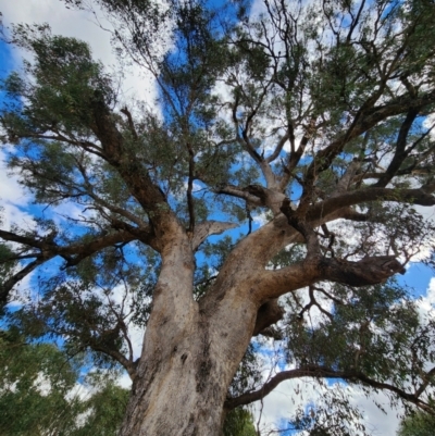 Eucalyptus microcarpa at Chiltern, VIC - 25 Apr 2024 by Steve818