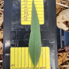 Eucalyptus microcarpa at Chiltern, VIC - 25 Apr 2024