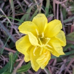 Oenothera stricta subsp. stricta at Watson Green Space - 25 Apr 2024 by AniseStar