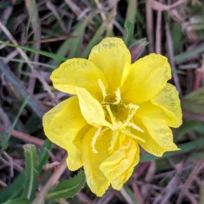 Oenothera stricta subsp. stricta at Watson Green Space - 25 Apr 2024 by AniseStar