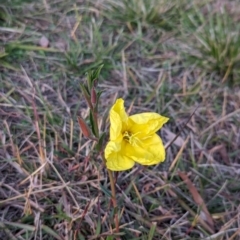 Oenothera stricta subsp. stricta at Watson Green Space - 25 Apr 2024