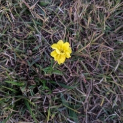 Oenothera stricta subsp. stricta at Watson Green Space - 25 Apr 2024 05:39 PM