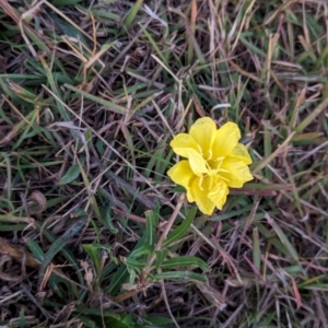 Oenothera stricta subsp. stricta at Watson Green Space - 25 Apr 2024 05:39 PM