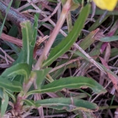 Oenothera stricta subsp. stricta at Watson Green Space - 25 Apr 2024