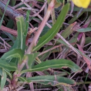 Oenothera stricta subsp. stricta at Watson Green Space - 25 Apr 2024 05:39 PM