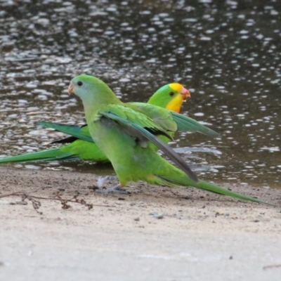 Polytelis swainsonii (Superb Parrot) at Kambah, ACT - 25 Apr 2024 by RodDeb