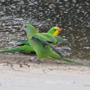 Polytelis swainsonii (Superb Parrot) at Lake Tuggeranong by RodDeb