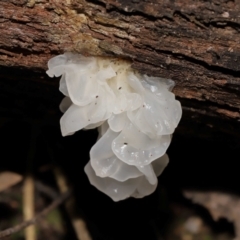 Tremella fuciformis (Snow Fungus) at Paddys River, ACT - 24 Apr 2024 by TimL