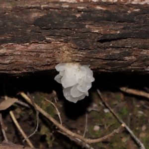 Tremella fuciformis at Tidbinbilla Nature Reserve - 24 Apr 2024