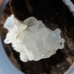 Tremella fuciformis at Tidbinbilla Nature Reserve - 24 Apr 2024