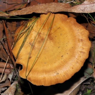 Unidentified Cap on a stem; gills below cap [mushrooms or mushroom-like] at Paddys River, ACT - 24 Apr 2024 by TimL