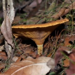 Austropaxillus sp. at Tidbinbilla Nature Reserve - 24 Apr 2024