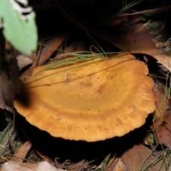 Austropaxillus sp. at Tidbinbilla Nature Reserve - 24 Apr 2024