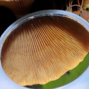 Austropaxillus sp. at Tidbinbilla Nature Reserve - 24 Apr 2024