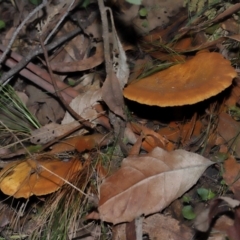 Austropaxillus sp. at Tidbinbilla Nature Reserve - 24 Apr 2024 02:25 PM