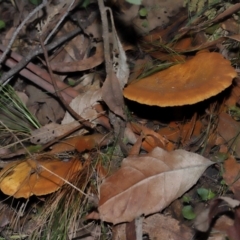 Austropaxillus sp. at Tidbinbilla Nature Reserve - 24 Apr 2024