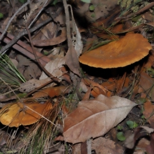 Austropaxillus sp. at Tidbinbilla Nature Reserve - 24 Apr 2024 02:25 PM