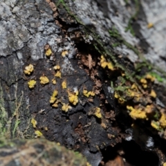 Trichiales (Order) at Tidbinbilla Nature Reserve - 24 Apr 2024 02:27 PM