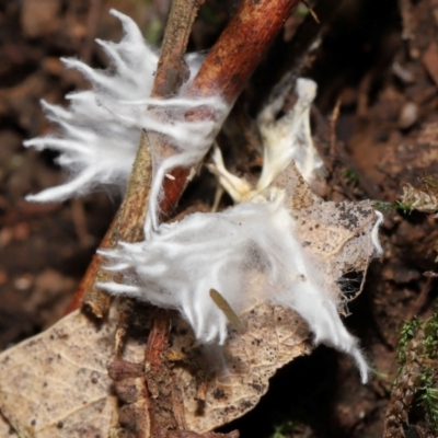 Unidentified Slime Mould (Myxomycetes) at Paddys River, ACT - 24 Apr 2024 by TimL