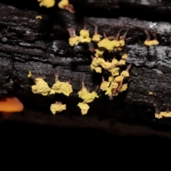 Trichiales (Order) at Tidbinbilla Nature Reserve - 24 Apr 2024 02:31 PM