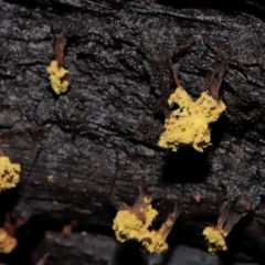 Trichiales (Order) at Tidbinbilla Nature Reserve - 24 Apr 2024 02:31 PM