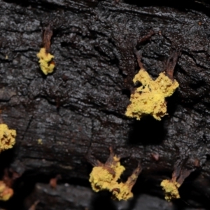 Trichiales (Order) at Tidbinbilla Nature Reserve - 24 Apr 2024 02:31 PM