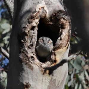 Aegotheles cristatus at Mount Ainslie - 25 Apr 2024 01:26 PM