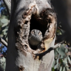 Aegotheles cristatus at Ainslie, ACT - 25 Apr 2024 by TimL