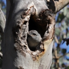 Aegotheles cristatus at Mount Ainslie - 25 Apr 2024