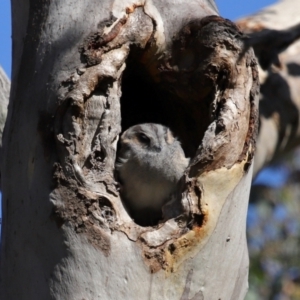 Aegotheles cristatus at Mount Ainslie - 25 Apr 2024