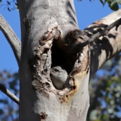 Aegotheles cristatus at Mount Ainslie - 25 Apr 2024