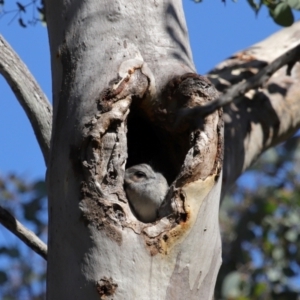 Aegotheles cristatus at Mount Ainslie - 25 Apr 2024