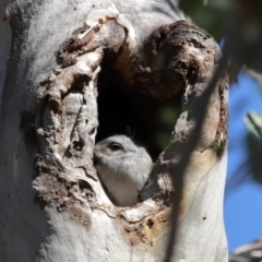 Aegotheles cristatus at Mount Ainslie - 25 Apr 2024