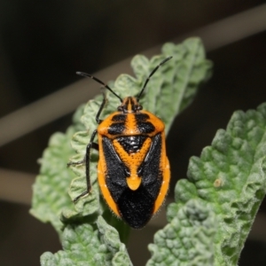 Agonoscelis rutila (Horehound bug) at Mount Ainslie by TimL