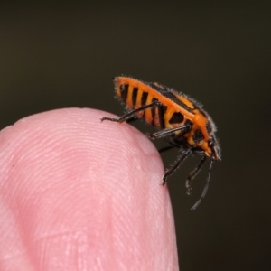 Agonoscelis rutila at Mount Ainslie - 25 Apr 2024