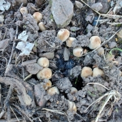 Coprinellus etc. at Surf Beach, NSW - 25 Apr 2024 by LyndalT