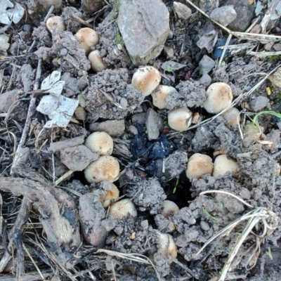 Coprinellus etc. at Surf Beach, NSW - 25 Apr 2024 by LyndalT