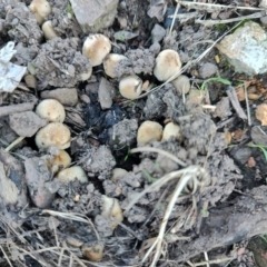 Coprinellus etc. at Surf Beach, NSW - 25 Apr 2024 02:14 PM