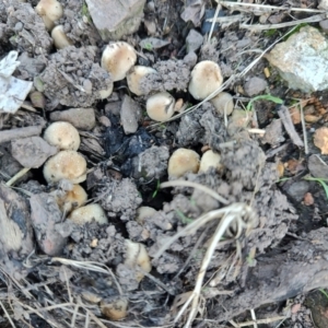 Coprinellus etc. at Surf Beach, NSW - 25 Apr 2024