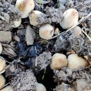 Coprinellus etc. at Surf Beach, NSW - 25 Apr 2024 02:14 PM