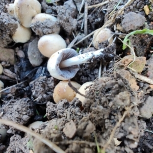 Coprinellus etc. at Surf Beach, NSW - 25 Apr 2024 02:14 PM