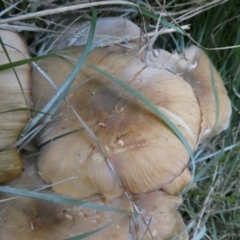 Unidentified Cap on a stem; gills below cap [mushrooms or mushroom-like] at Charleys Forest, NSW - 18 Apr 2024 by arjay