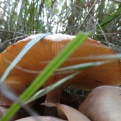 Armillaria sp. at QPRC LGA - suppressed