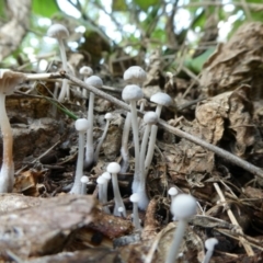 Unidentified Cap on a stem; gills below cap [mushrooms or mushroom-like] at suppressed - 18 Apr 2024 by arjay