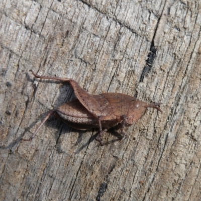 Goniaea australasiae (Gumleaf grasshopper) at Charleys Forest, NSW - 18 Apr 2024 by arjay