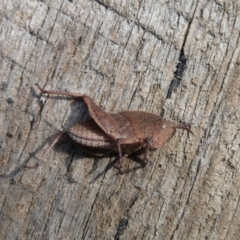 Unidentified Grasshopper, Cricket or Katydid (Orthoptera) at Charleys Forest, NSW - 18 Apr 2024 by arjay